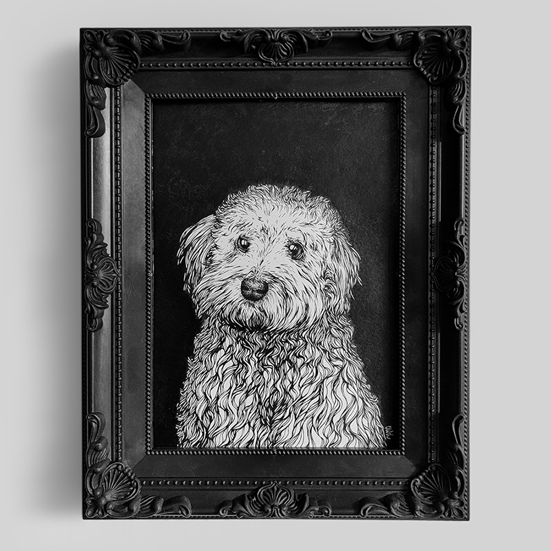 Portrait bichon_OKOGRAPH