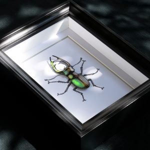 Repro 3D « Lucane cerf-volant »